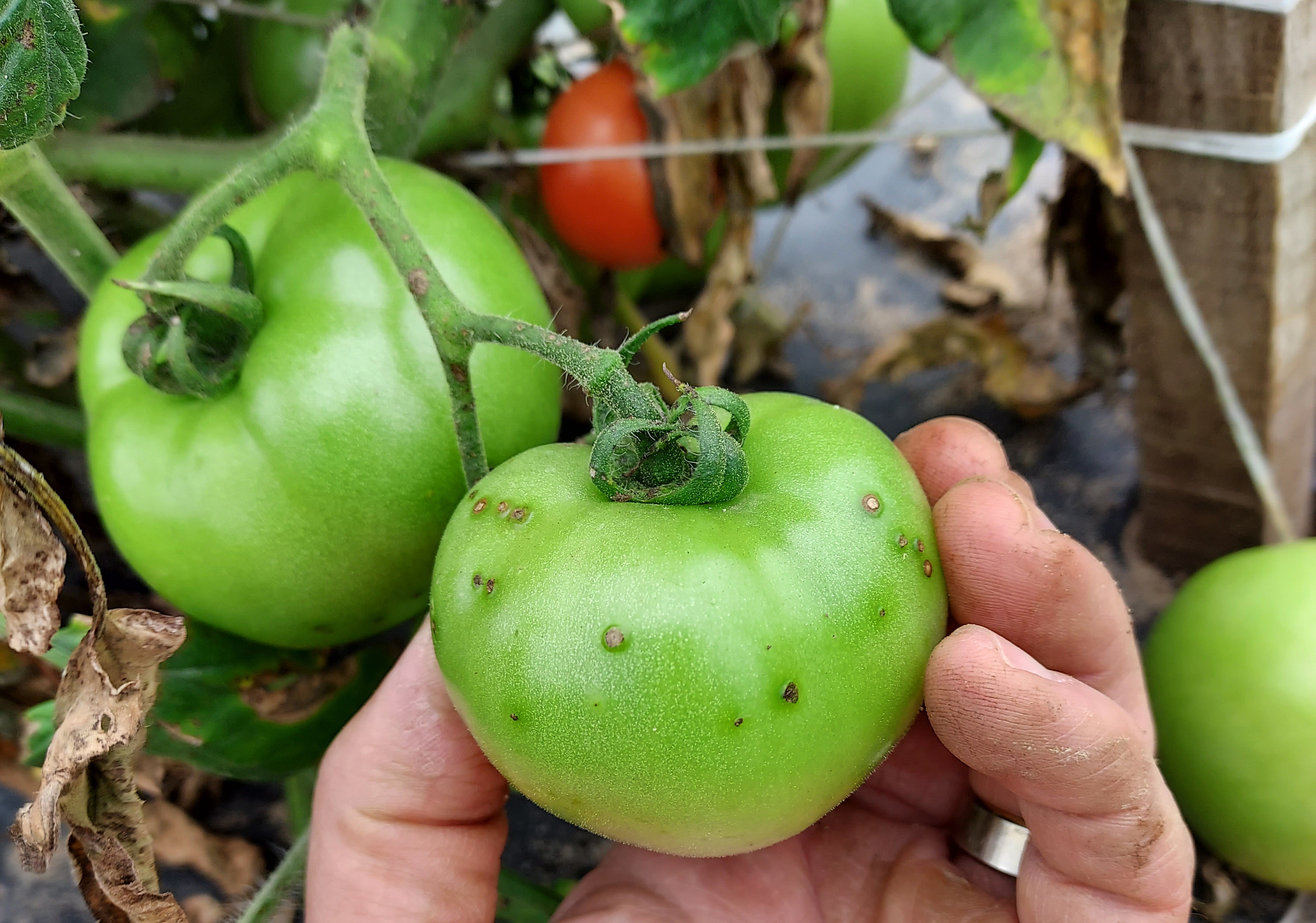 Tomato plants with fruit spotting